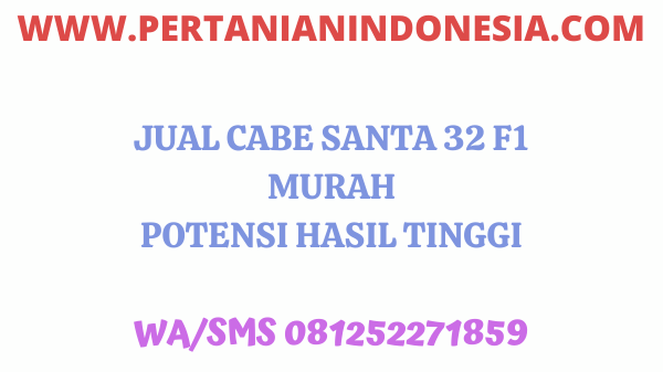 Jual Cabe Santa 32 F1 Koreana Seed Harga Murah Potensi Hasil Tinggi